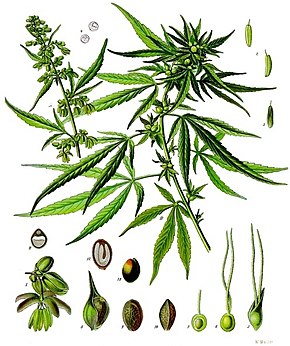 le houblon fait partie de la catégorie dite des « Cannabaceae »