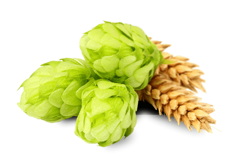 La production d’orge et de houblon